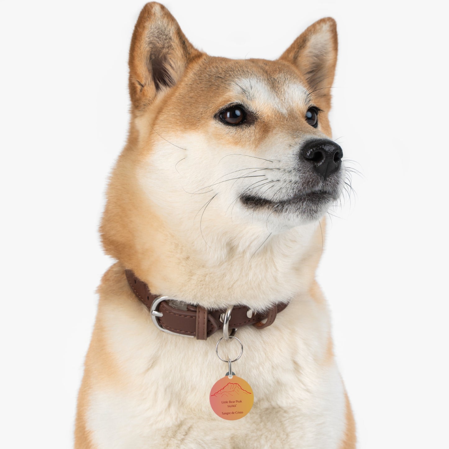 Little Bear Peak Pet Tag